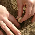 Как подготовить участок для выращивания чеснока?