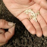 Не прорастают семена огурца: 7 причин